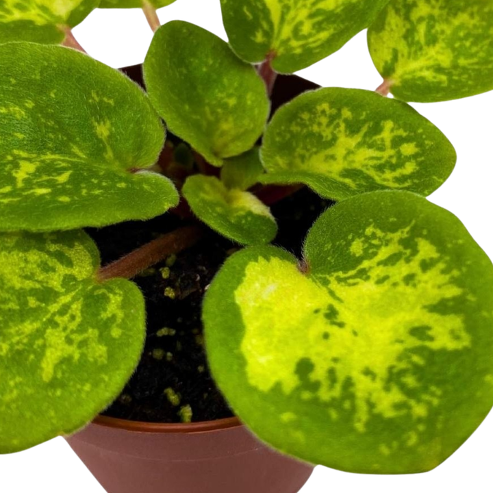 Mini African Violet Mac's Coral Carillon Variegated, 2 inch Pink Flower
