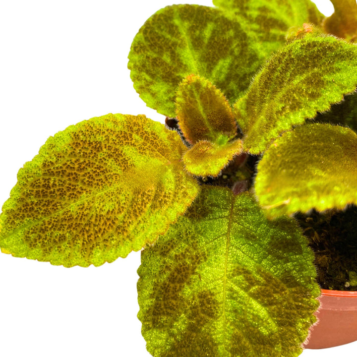 Episcia Green Emerald Velvet Flame Violet 4 inch