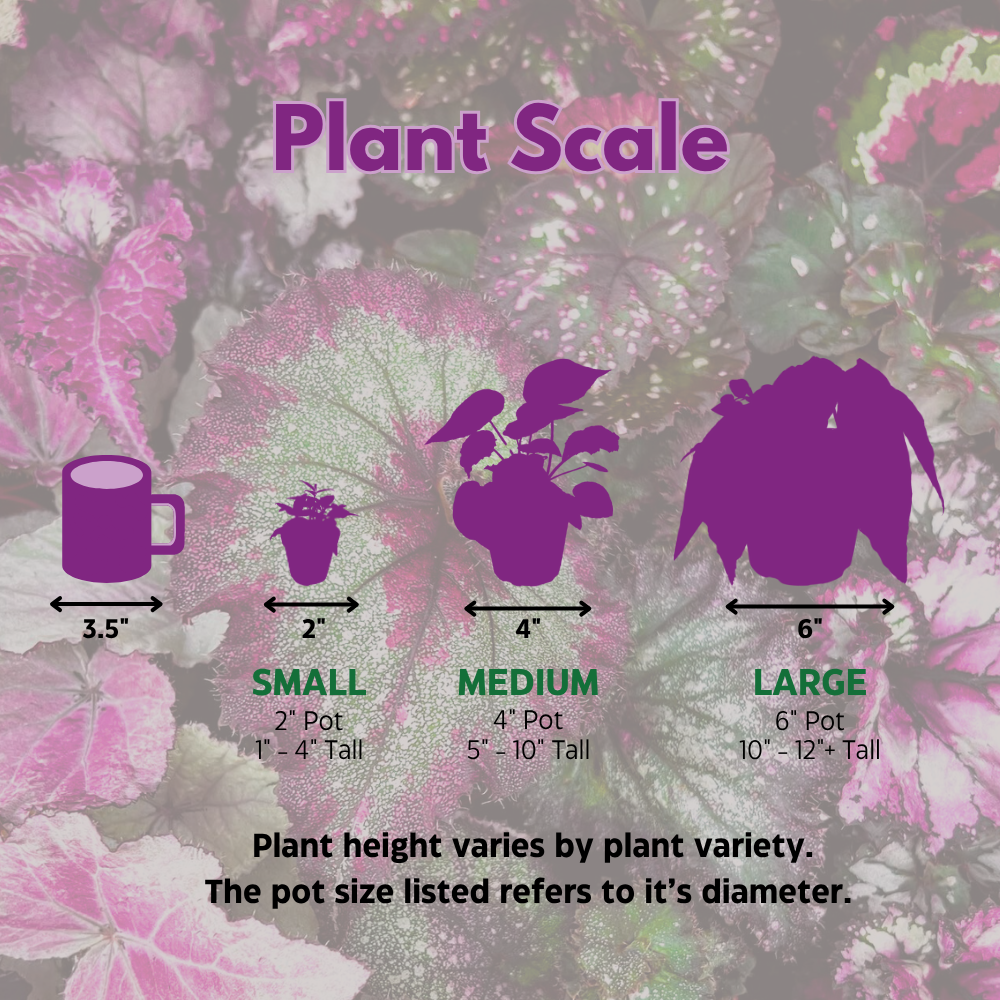 Harmony's Sorrento Sunrise Episcia 4 inch Green Flame Violet
