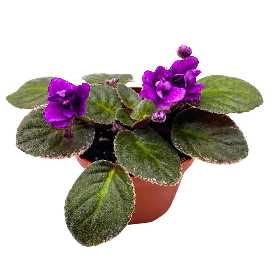 Nancy Reagan Variegated African Violet Saintpaulia 4 inch