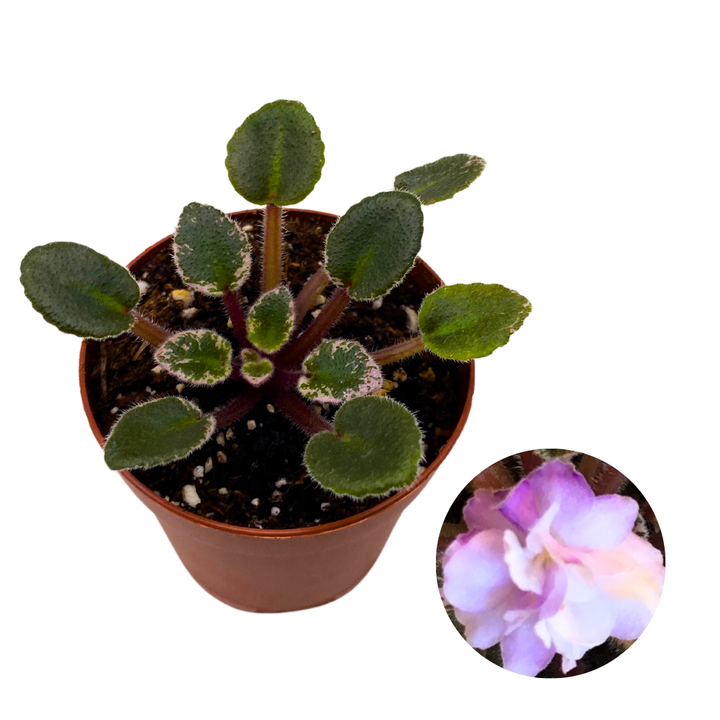 Mini African Violet Toy Castle Variegated 2 inch White Purple Flower