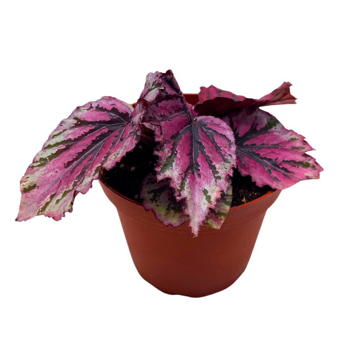 Sri Lanka Begonia Rex 4 inch Pink Red Green White