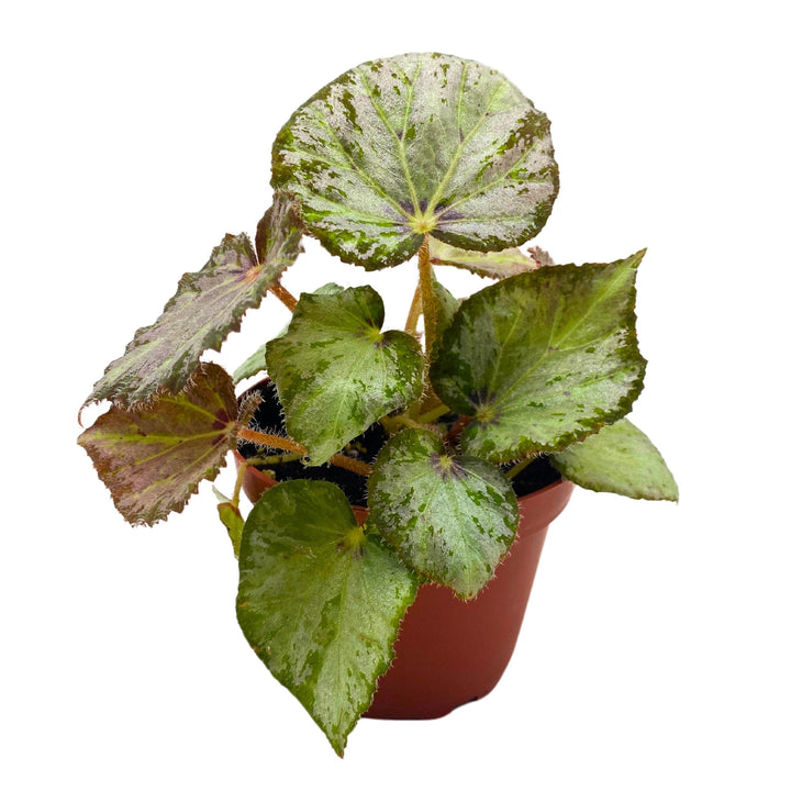 Begonia Nola 4 inch