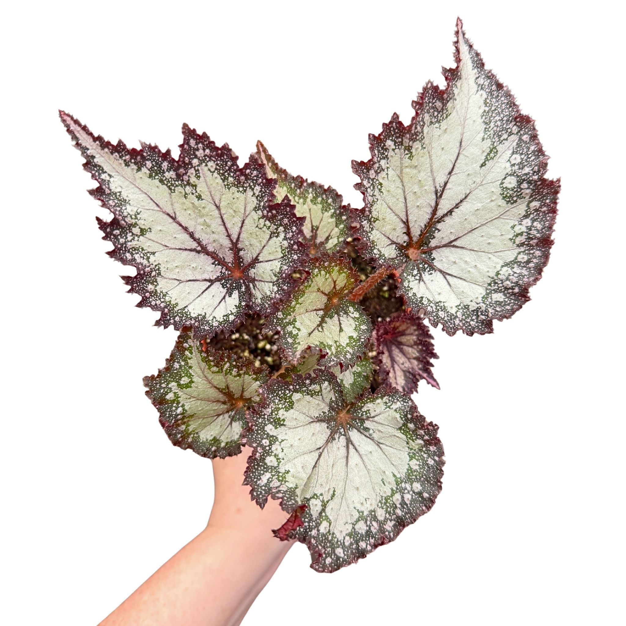Newest Releases – Harmony Foliage