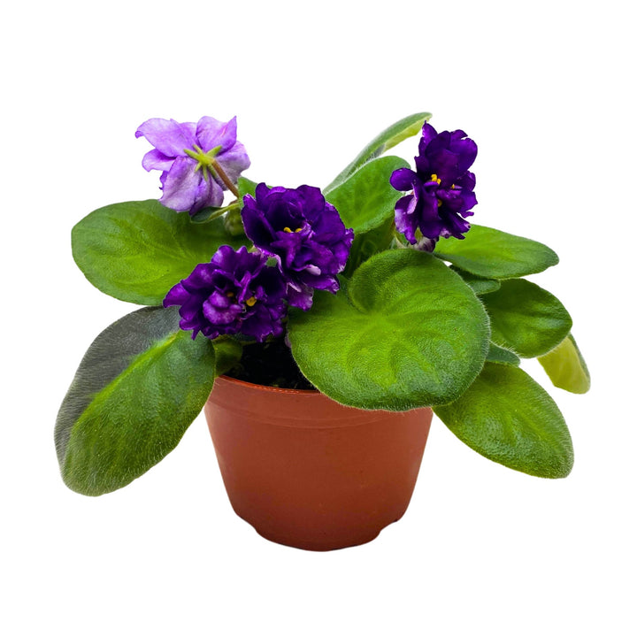 EK Gray Ocean African Violet Saintpaulia 4 inch