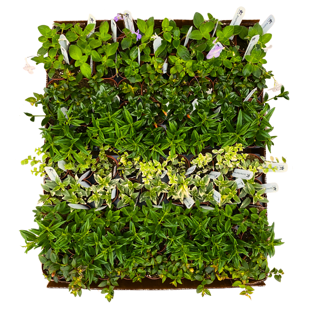 4 inch Columnea Mix HALF case (15) (Copy)