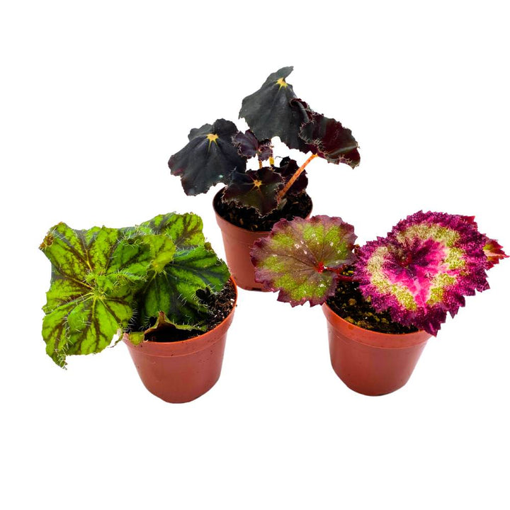 Harmony's Begonia Rex Assortment, 2 inch 3 Different Colorful Rex Begonias