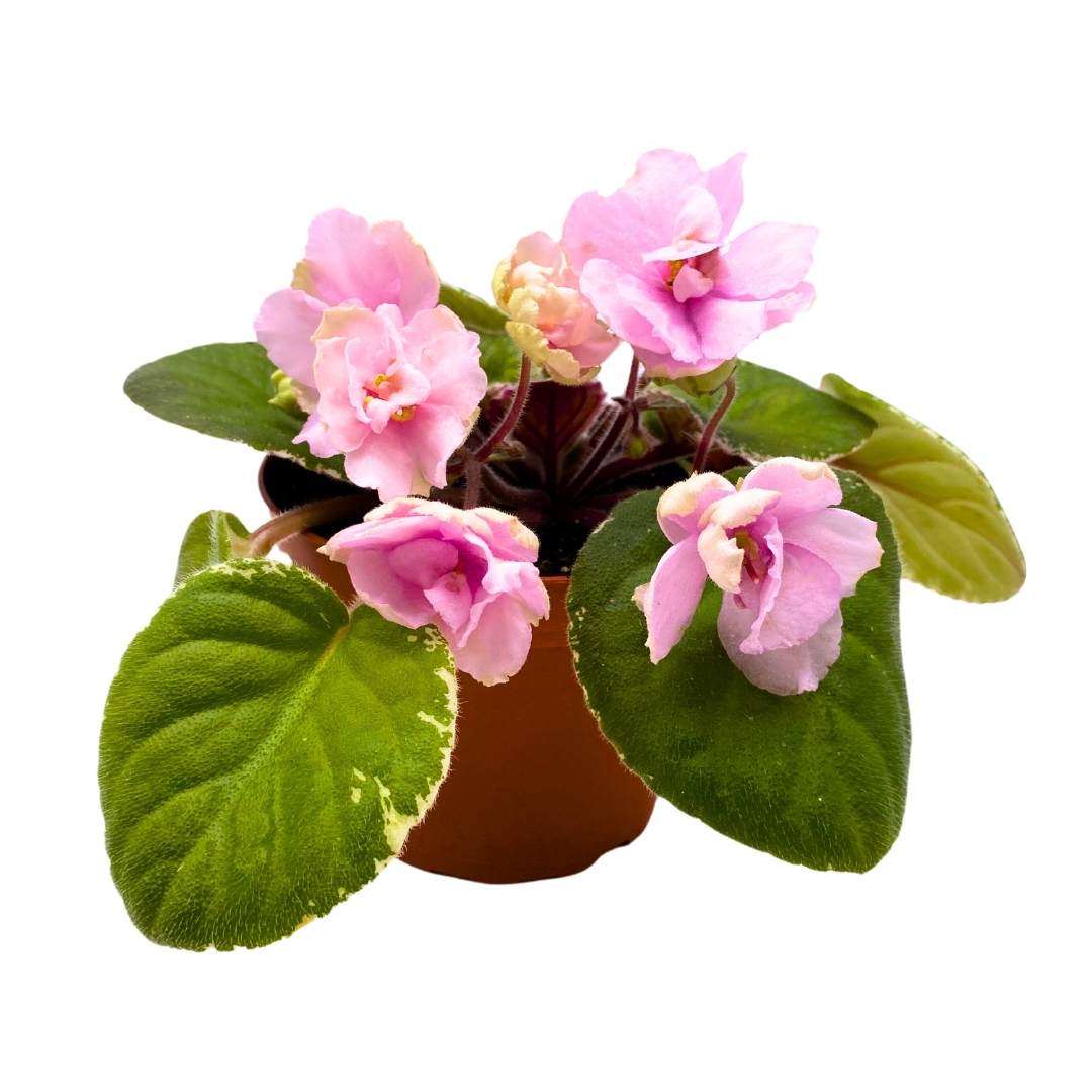 African Violet Southern Sugar 4 inch