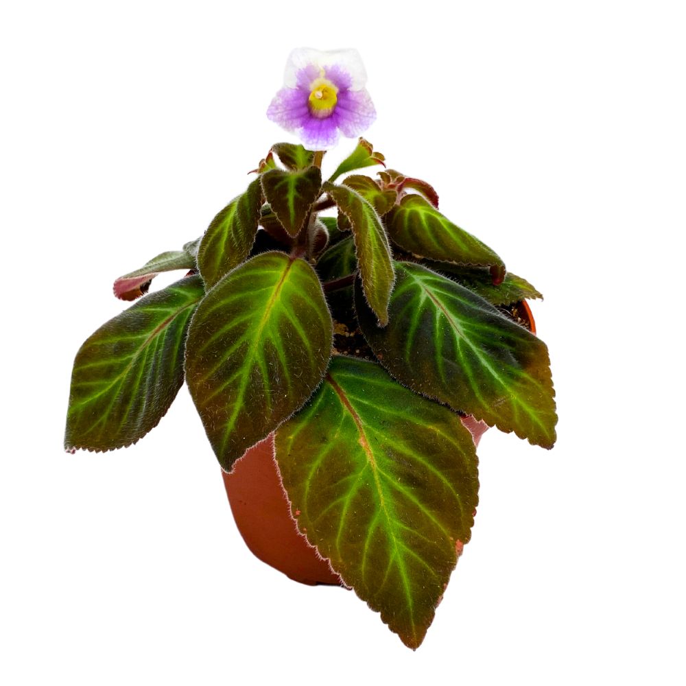 Gloxinella lindeniana Rare Variegated Flowering Gesneriad
