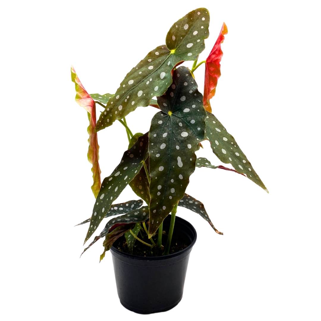 Begonia Maculata Angel Wing Cane Polka Dot Trout Begonia in a 6 inch Pot