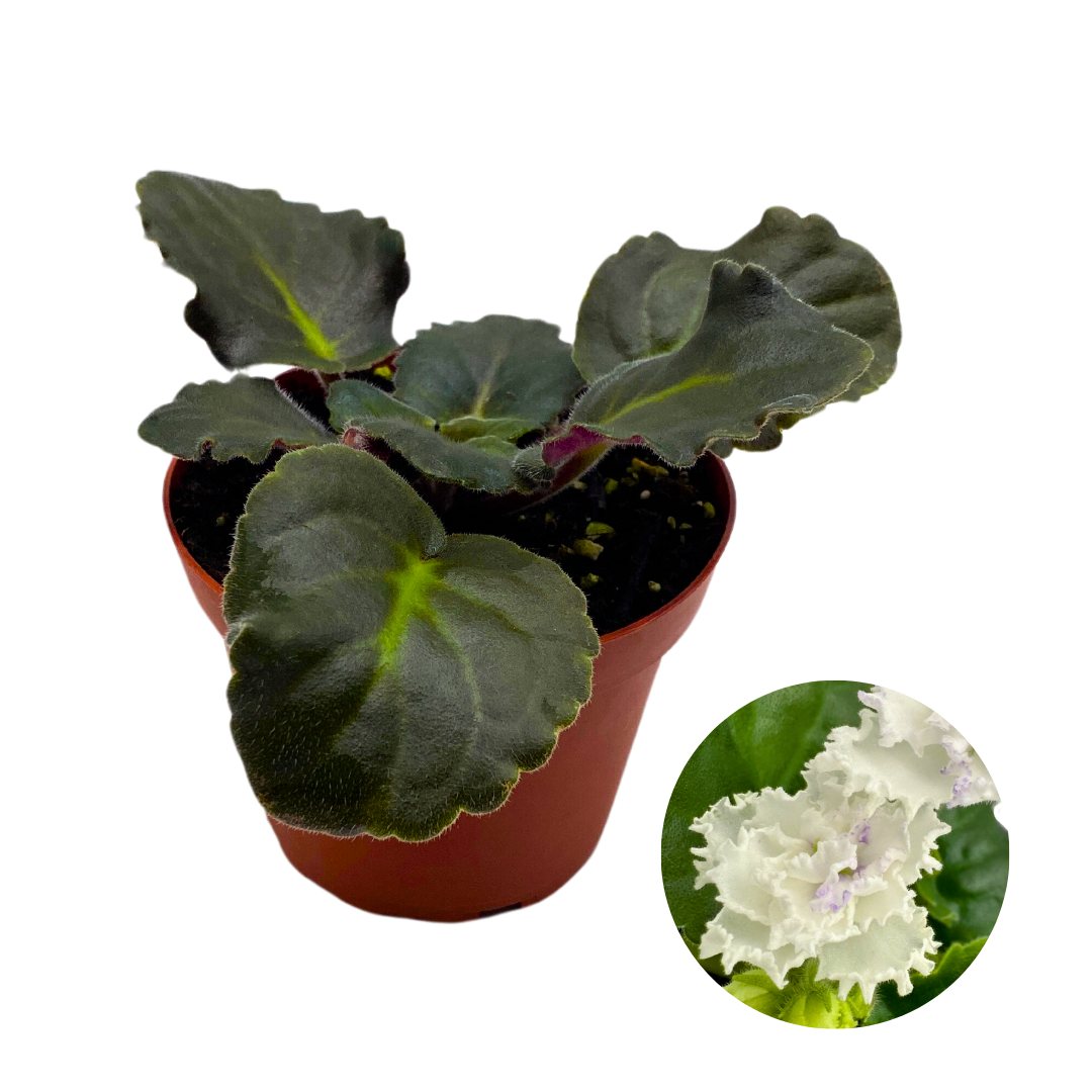 African Violet White Lace 4 inch White Ruffle Flower