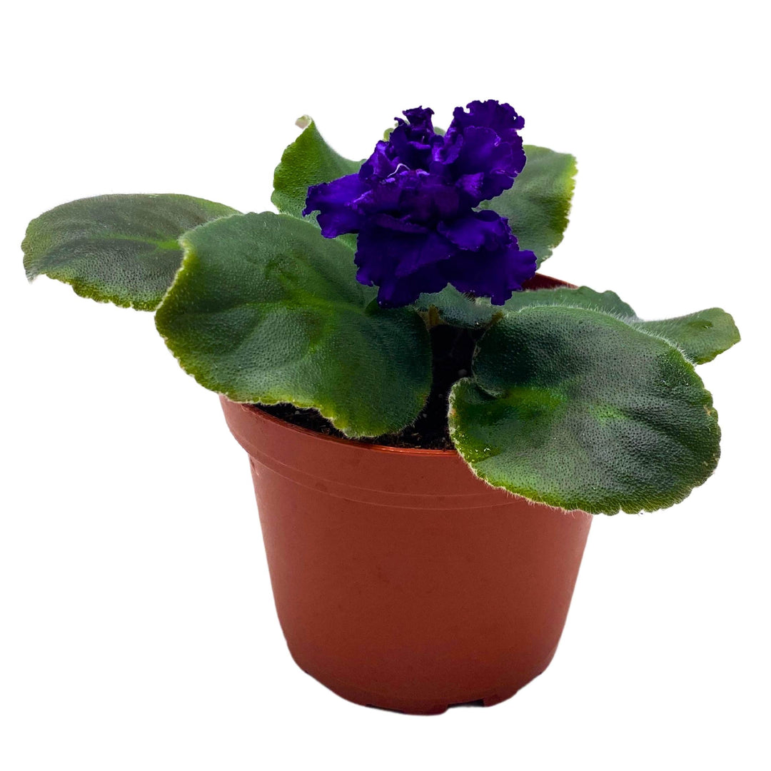 VaT Dark Mistress African Violet Saintpaulia 4 inch