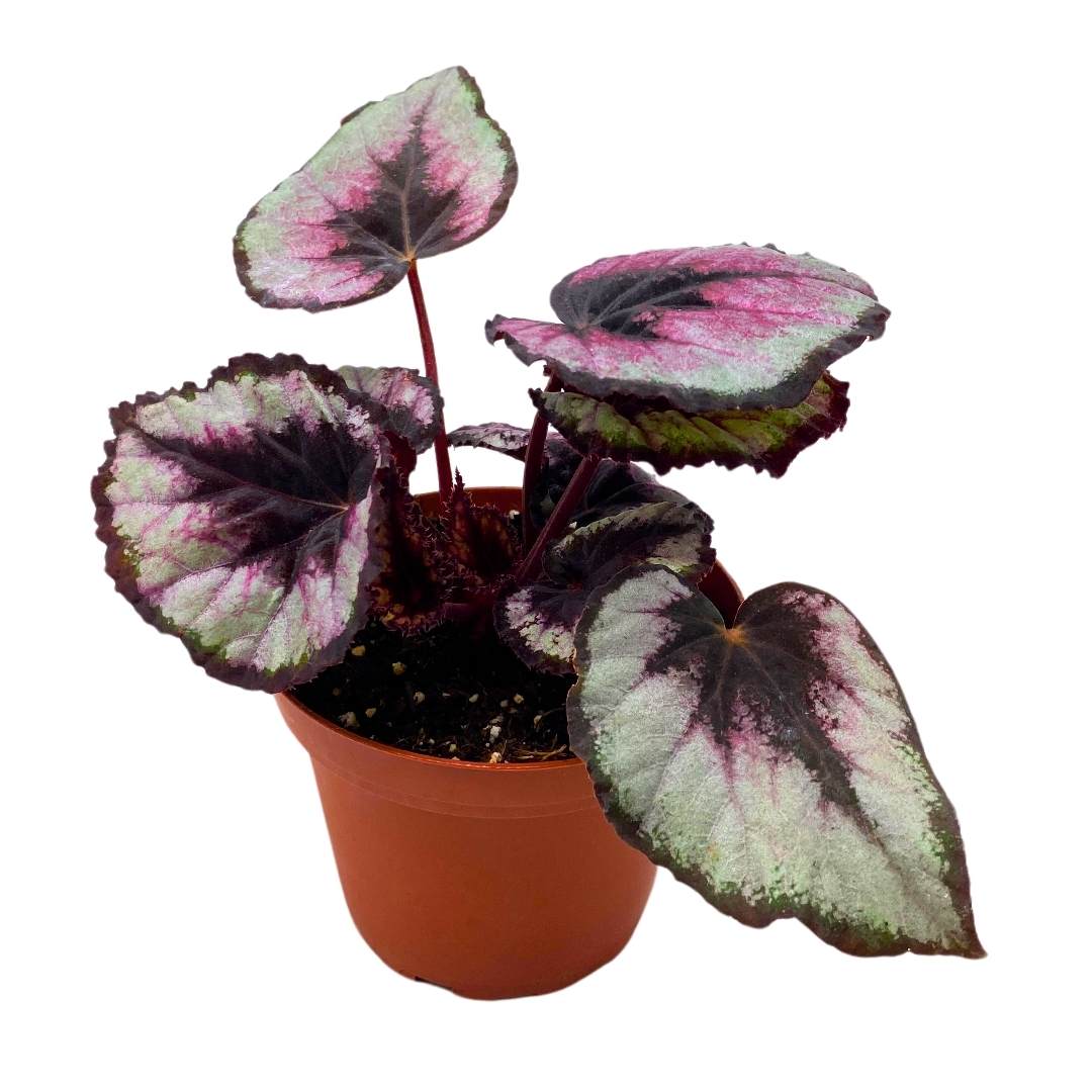 Begonia Rex Red Kiss 4 inch