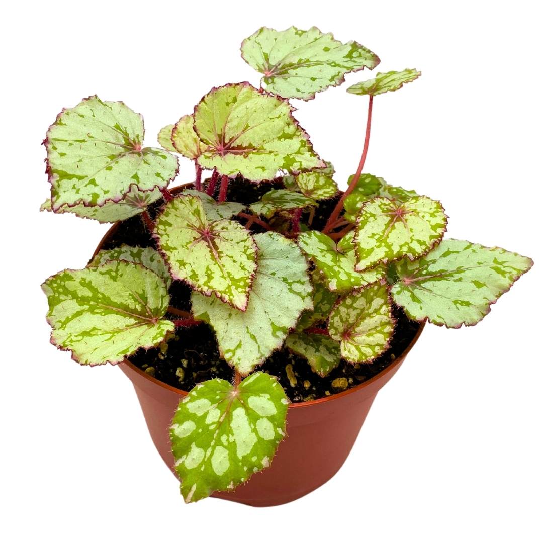 Begonia Rex Harmony's Ember, 6 inch White Red Green