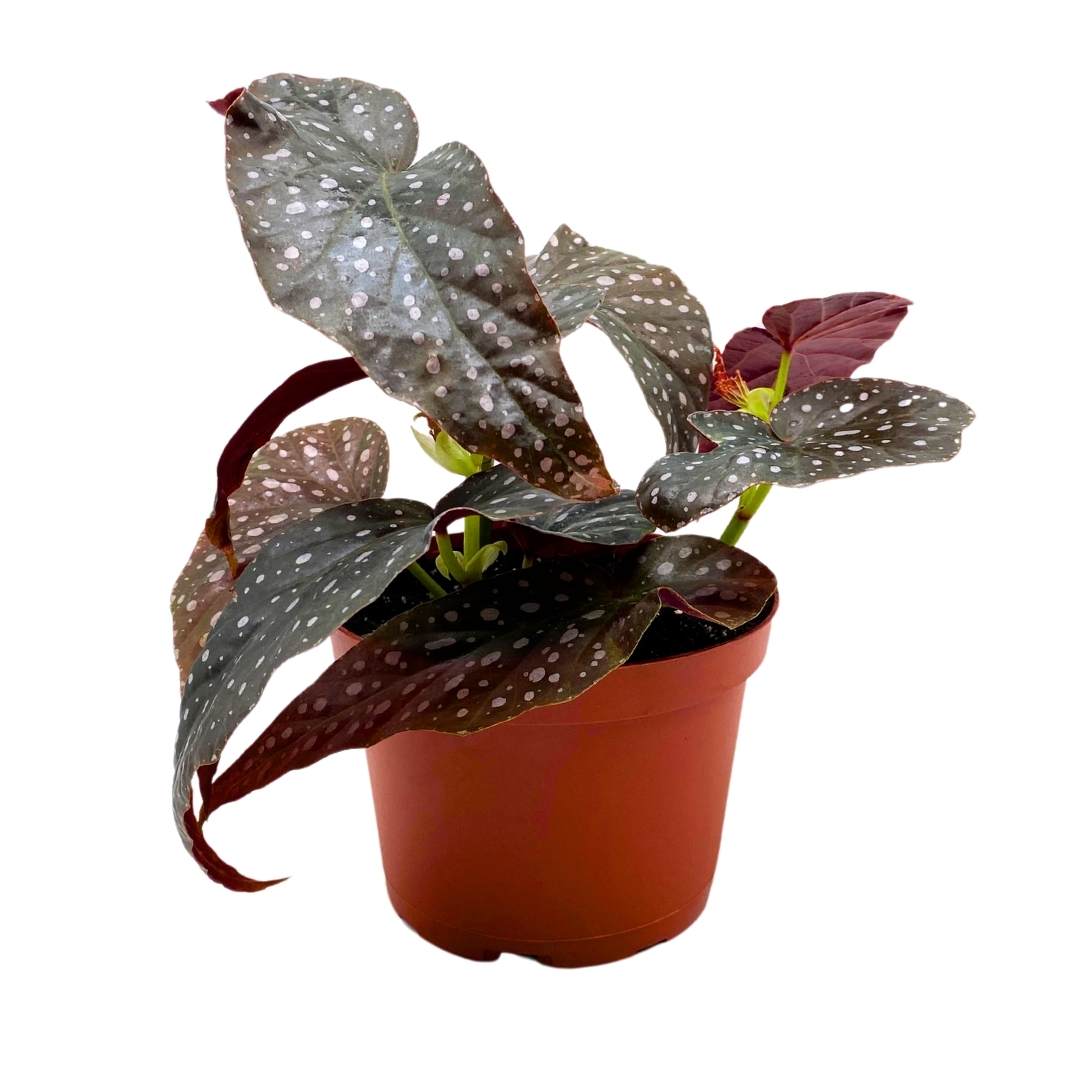 Angel Wing Cane Begonia Harmony's Fantasy Girl 6 inch