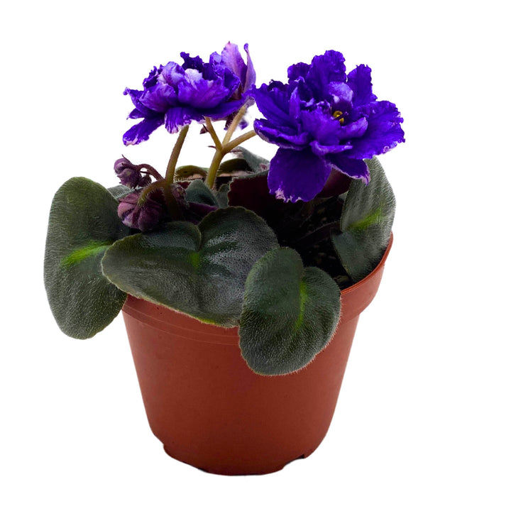 Knight in Tiger's Skin African Violet Variegated Flower 4 inch