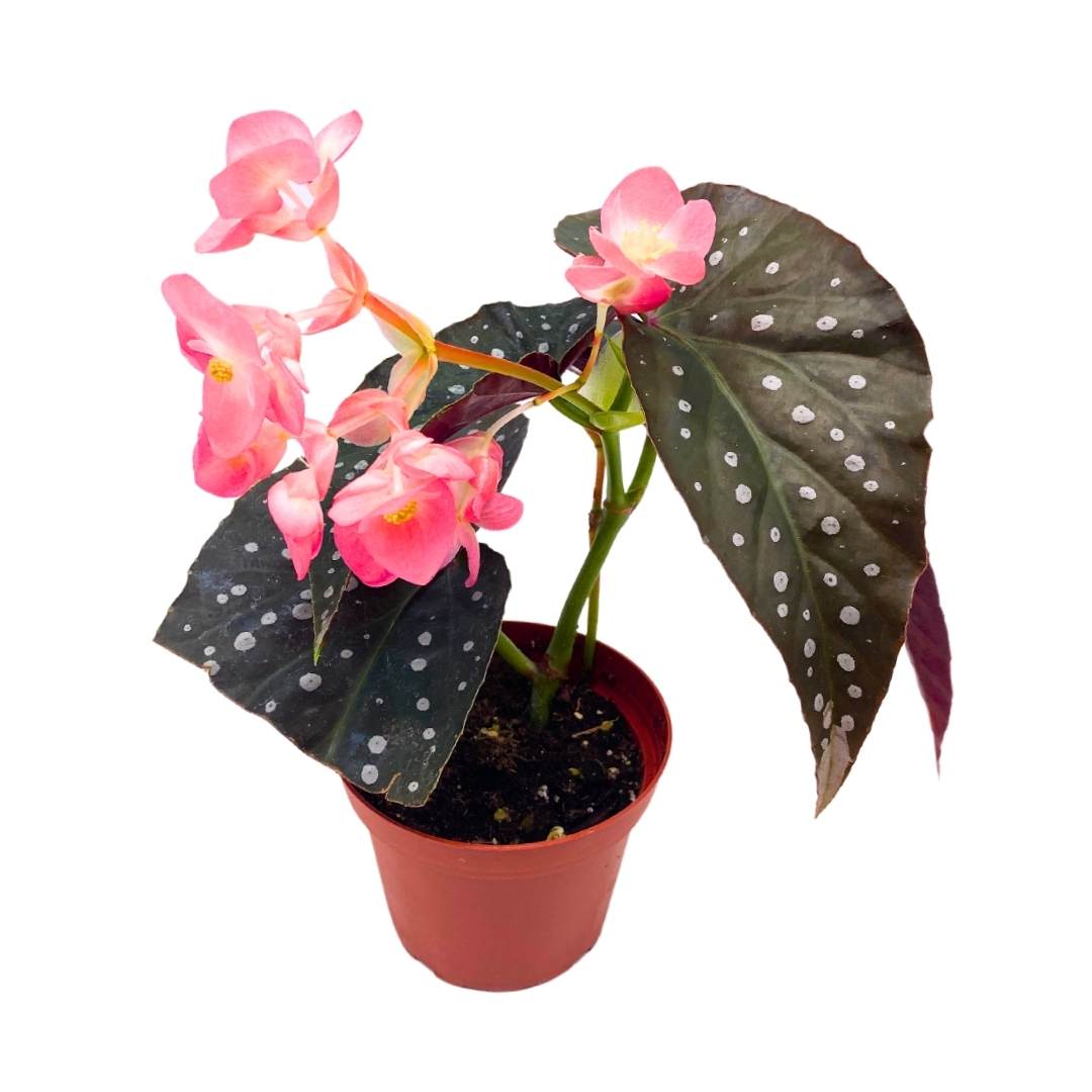 Harmony's Raider Angel Wing Hybrid Cane Begonia in a 4 inch pot Pink Flower Perfect Leaf Silver Tip