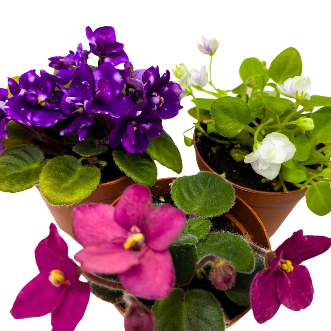 Harmony's Mini African Violets Grower's Choice Mix 2 inch set of 3 Rare Variegated and Collector's Varieties