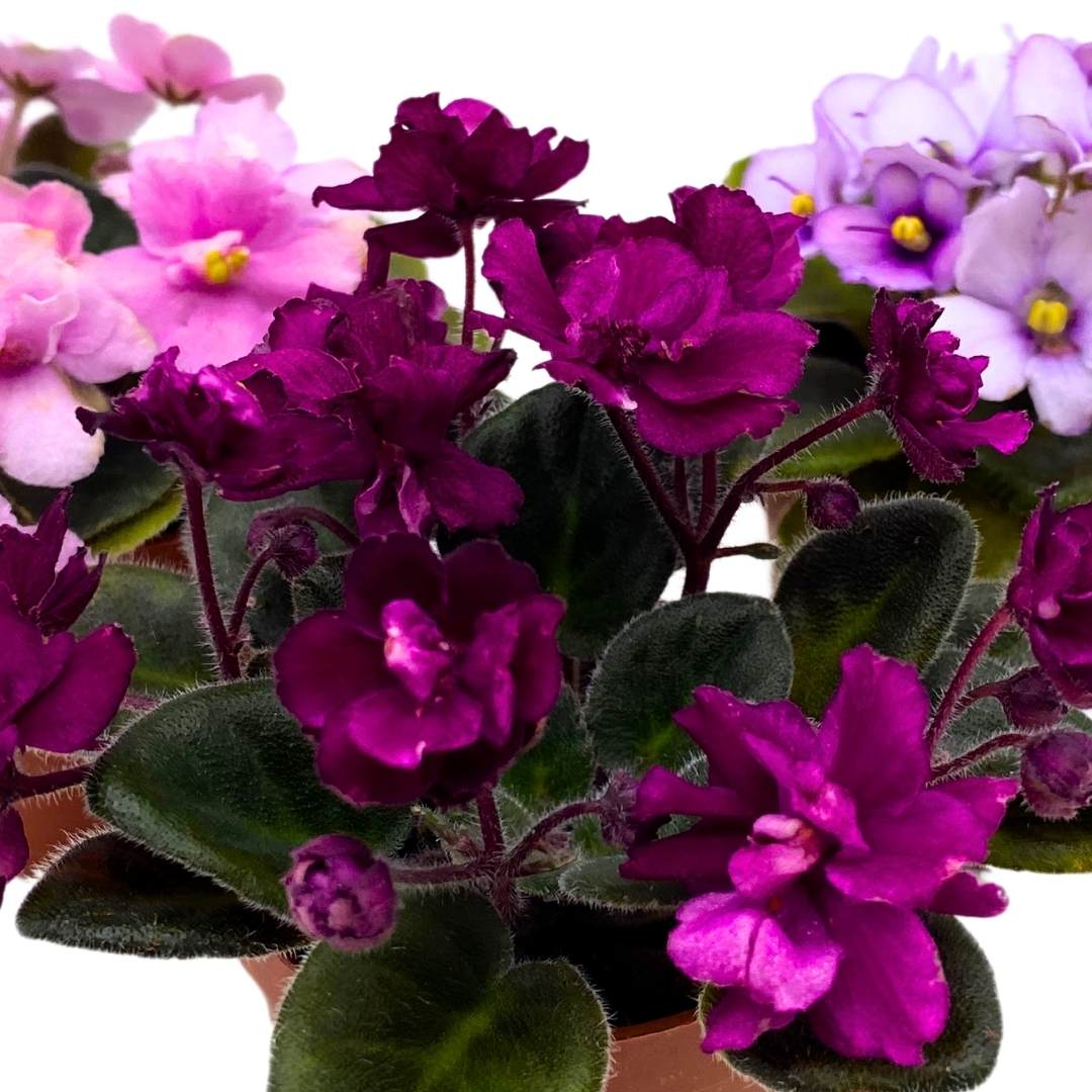 Harmony's Mini African Violets Grower's Choice Mix 2 inch set of 3 Rare Variegated and Collector's Varieties