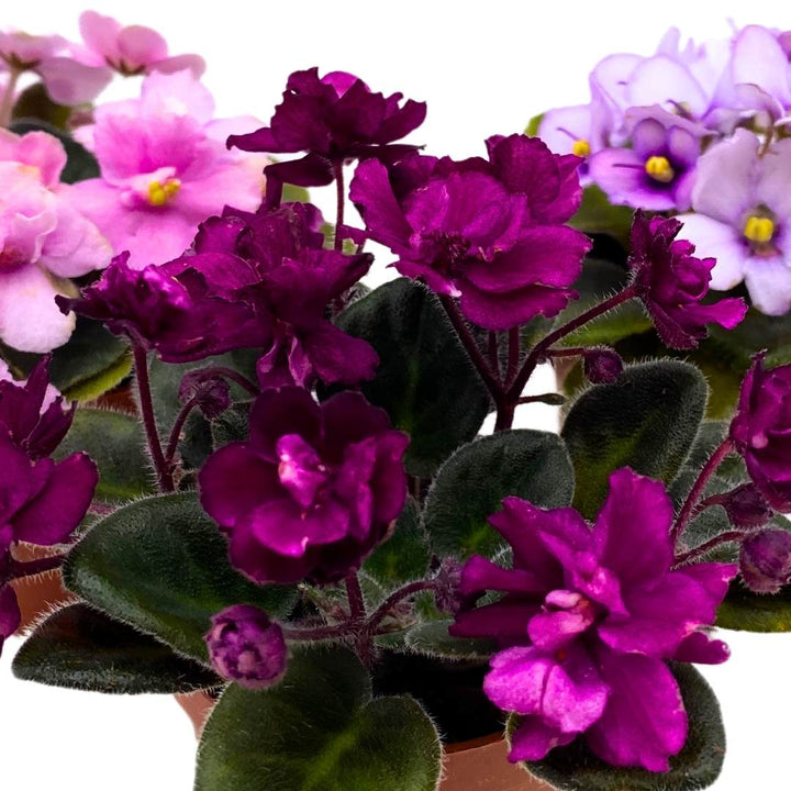 Harmony's Mini African Violets Grower's Choice Mix 2 inch set of 3 Rare Variegated and Collector's Varieties