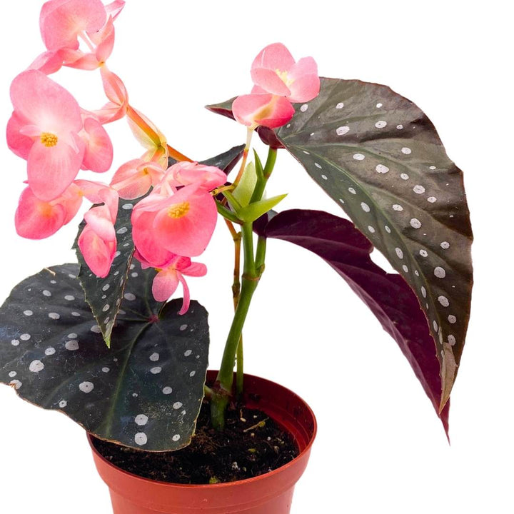 Harmony's Raider Angel Wing Hybrid Cane Begonia in a 4 inch pot Pink Flower Perfect Leaf Silver Tip