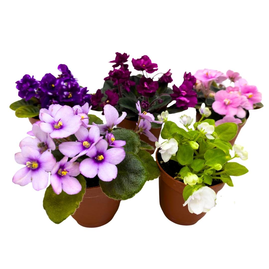 Harmony's Mini African Violets Grower's Choice Mix 2 inch set of 5 Rare Variegated and Collector's Varieties