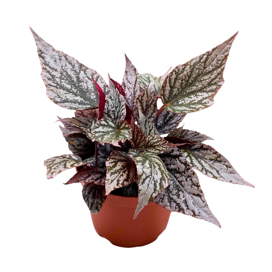 Begonia Rex Jolly Siver in a 6 inch Shrubby Polkadot Silver Splash