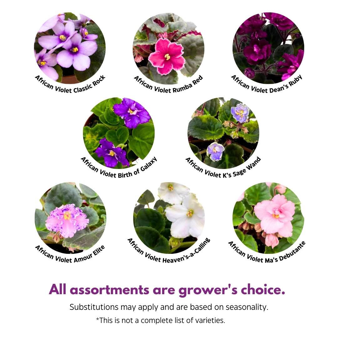 Harmony's Mini African Violets Grower's Choice Mix 2 inch set of 5 Rare Variegated and Collector's Varieties