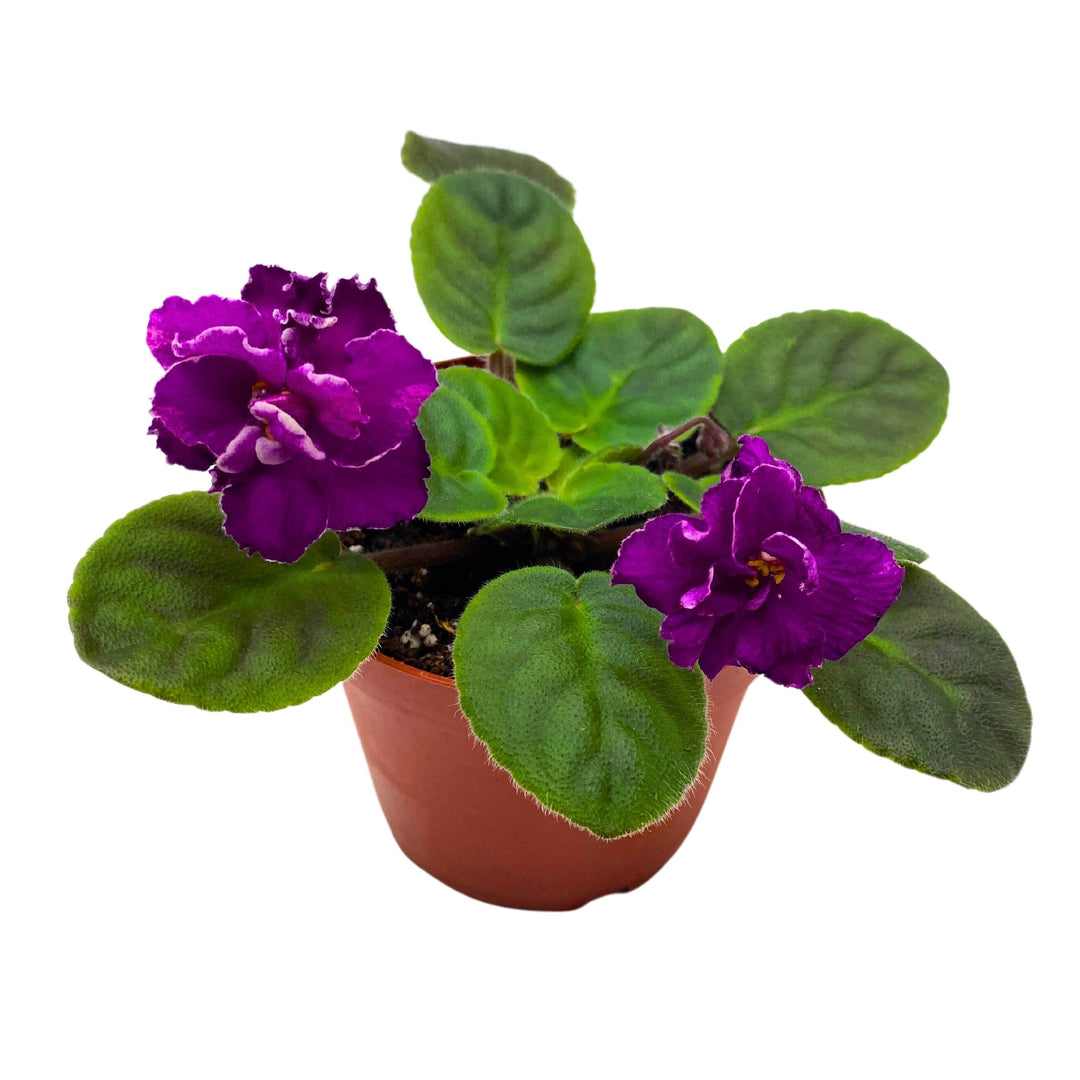 Sun Sizzle African Violet Saintpaulia 4 inch