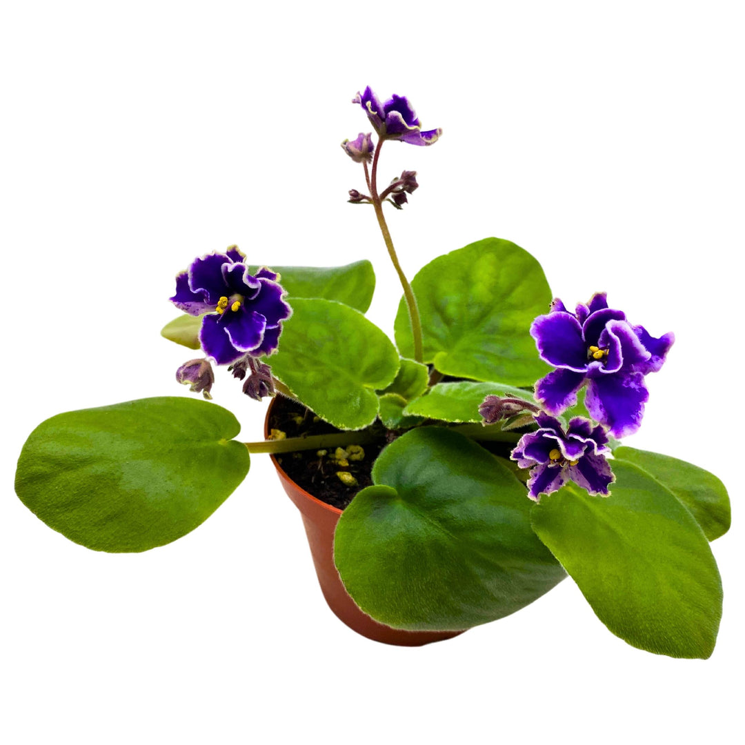 Rebel's Wild Wings African Violet Saintpaulia 4 inch