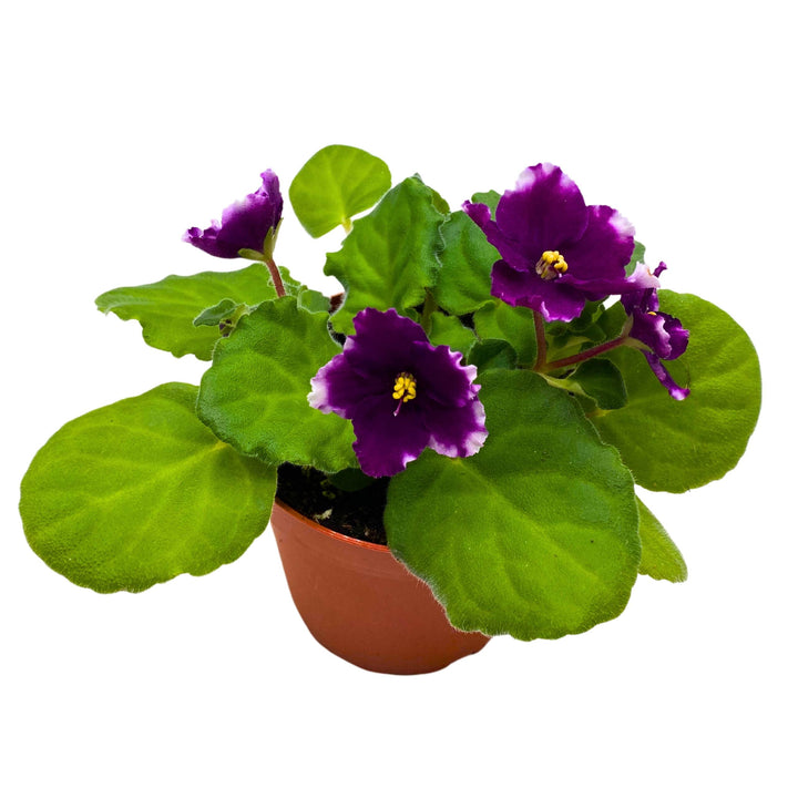 KZ Butterfly Effect African Violet 4 inch