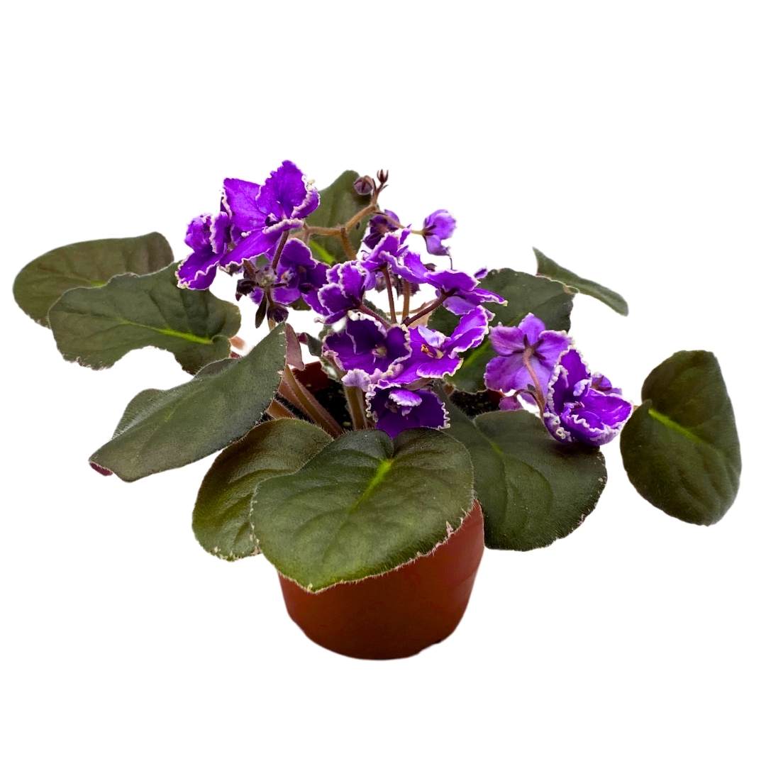 African Violet Wrangler's Spanish Cavalier 4 inch