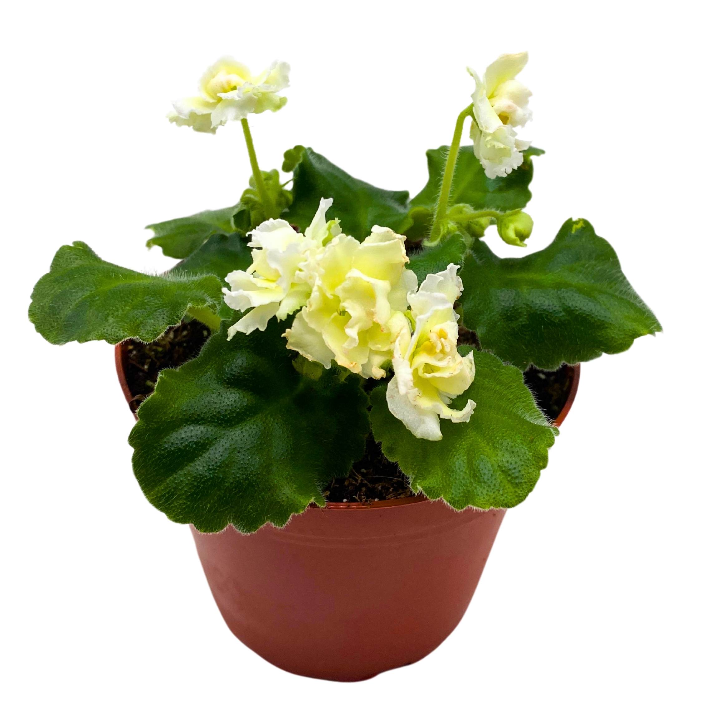 Tropical Sunshine African Violet Saintpaulia 4 inch – Harmony Foliage