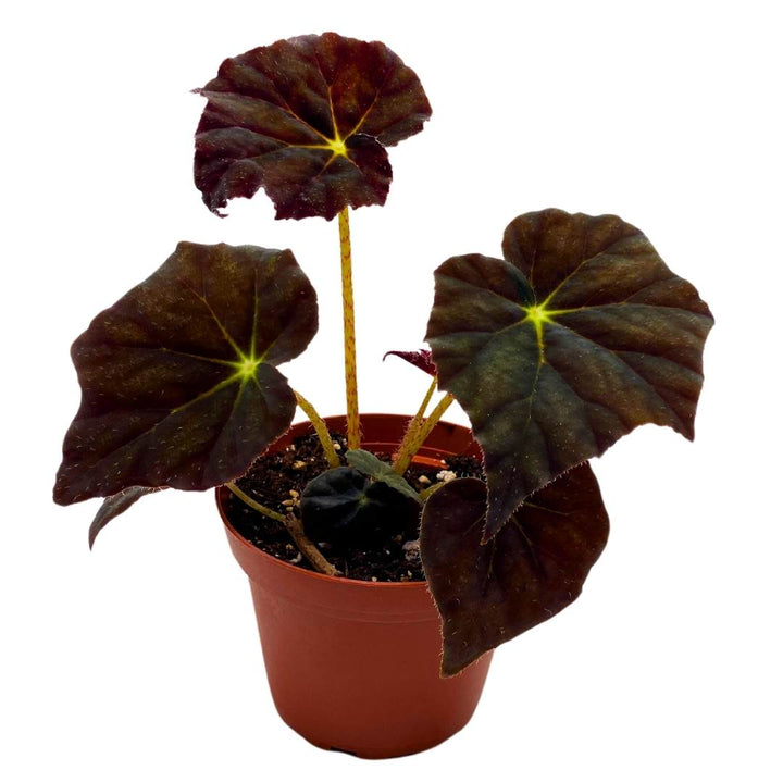 Begonia Joe Hayden Rhizomatous 4 inch