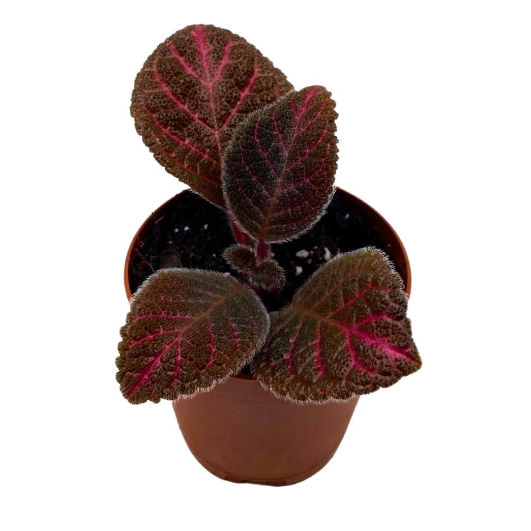 Episcia Pink Gator Flame Violet 2 inch