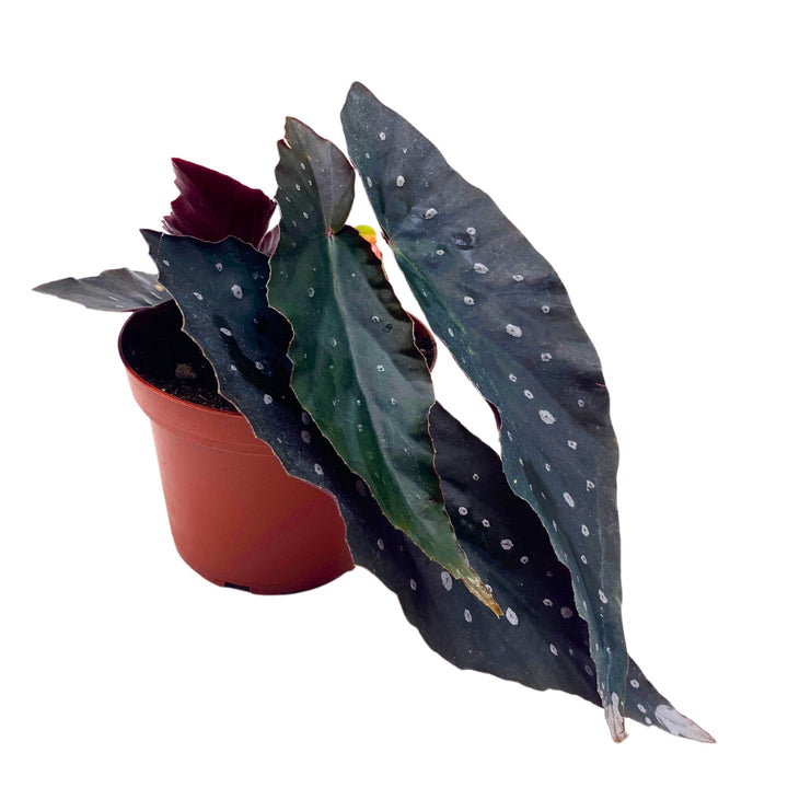 Harmony's Dark Sorcery Angel Wing Begonia 4 inch