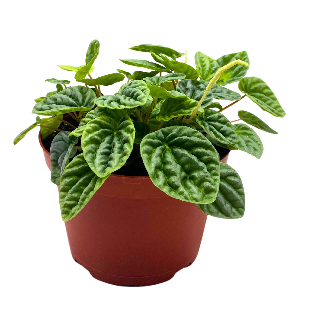 Peperomia Silver Dragon Light Green Emerald Ripple 6 inch