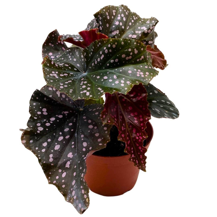 Begonia Cracklin' Rosie Angel Wing Cane 4 inch