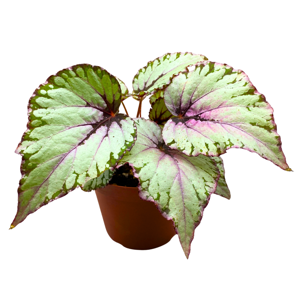 Rex Salsa Salsa Begonia Rex 6 inch Pink Green White – Harmony Foliage