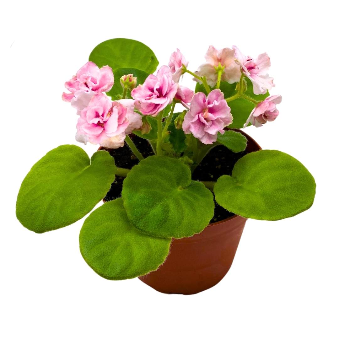 African Violet Aca's Pink Delight 4 inch Gesneriad