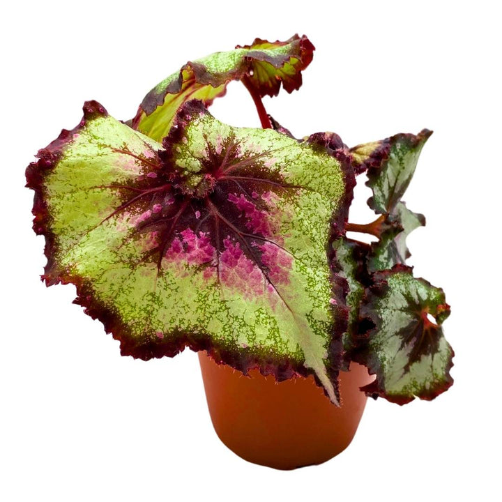 Begonia Rex Harmony's Galaxy 4 inch New Hybrid