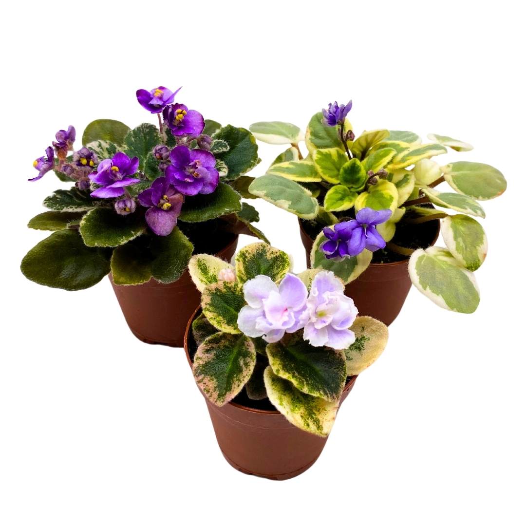 Harmony's Mini Variegated African Violets Grower's Choice Premium Mix 2 inch set of 3 Very Rare Variegated and Collector's Varieties