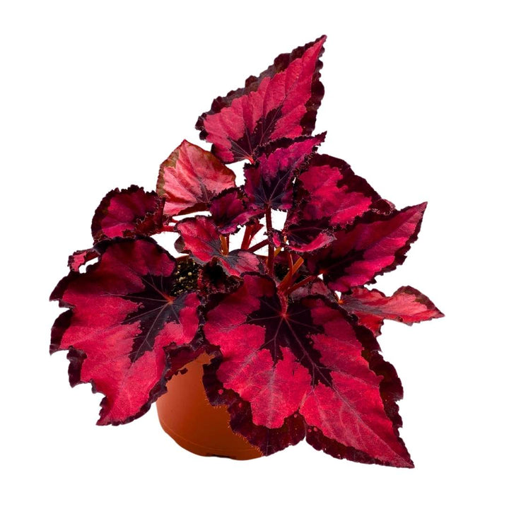 Harmony's Red Robin Begonia Rex in a 6 inch Metallic Red Black Holographic