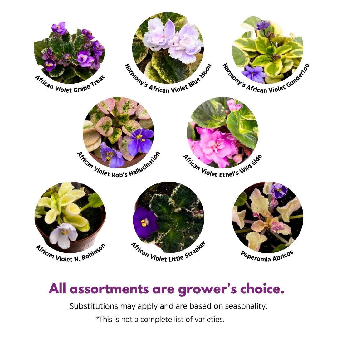 Harmony's Mini Variegated African Violets Grower's Choice Premium Mix 2 inch set of 3 Very Rare Variegated and Collector's Varieties