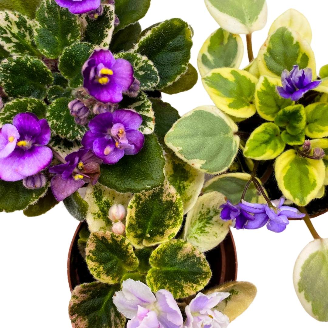 Harmony's Mini Variegated African Violets Grower's Choice Premium Mix 2 inch set of 3 Very Rare Variegated and Collector's Varieties