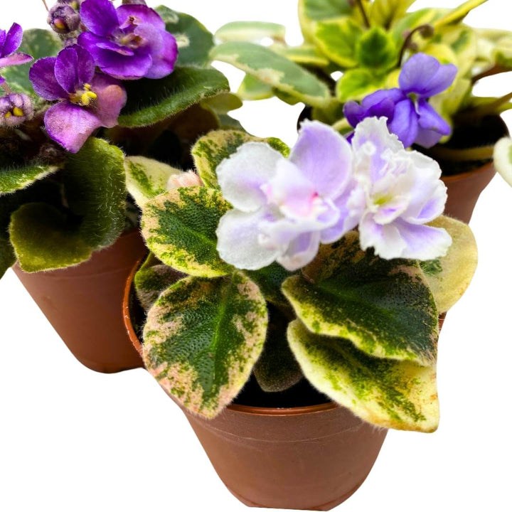 Harmony's Mini Variegated African Violets Grower's Choice Premium Mix 2 inch set of 3 Very Rare Variegated and Collector's Varieties