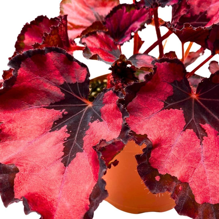Harmony's Red Robin Begonia Rex in a 6 inch Metallic Red Black Holographic