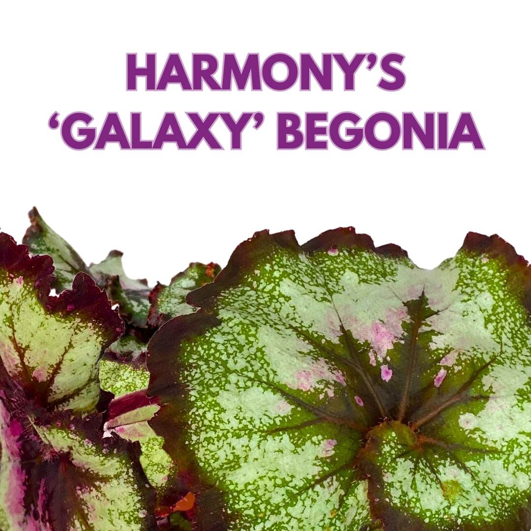 Begonia Rex Harmony's Galaxy 4 inch New Hybrid