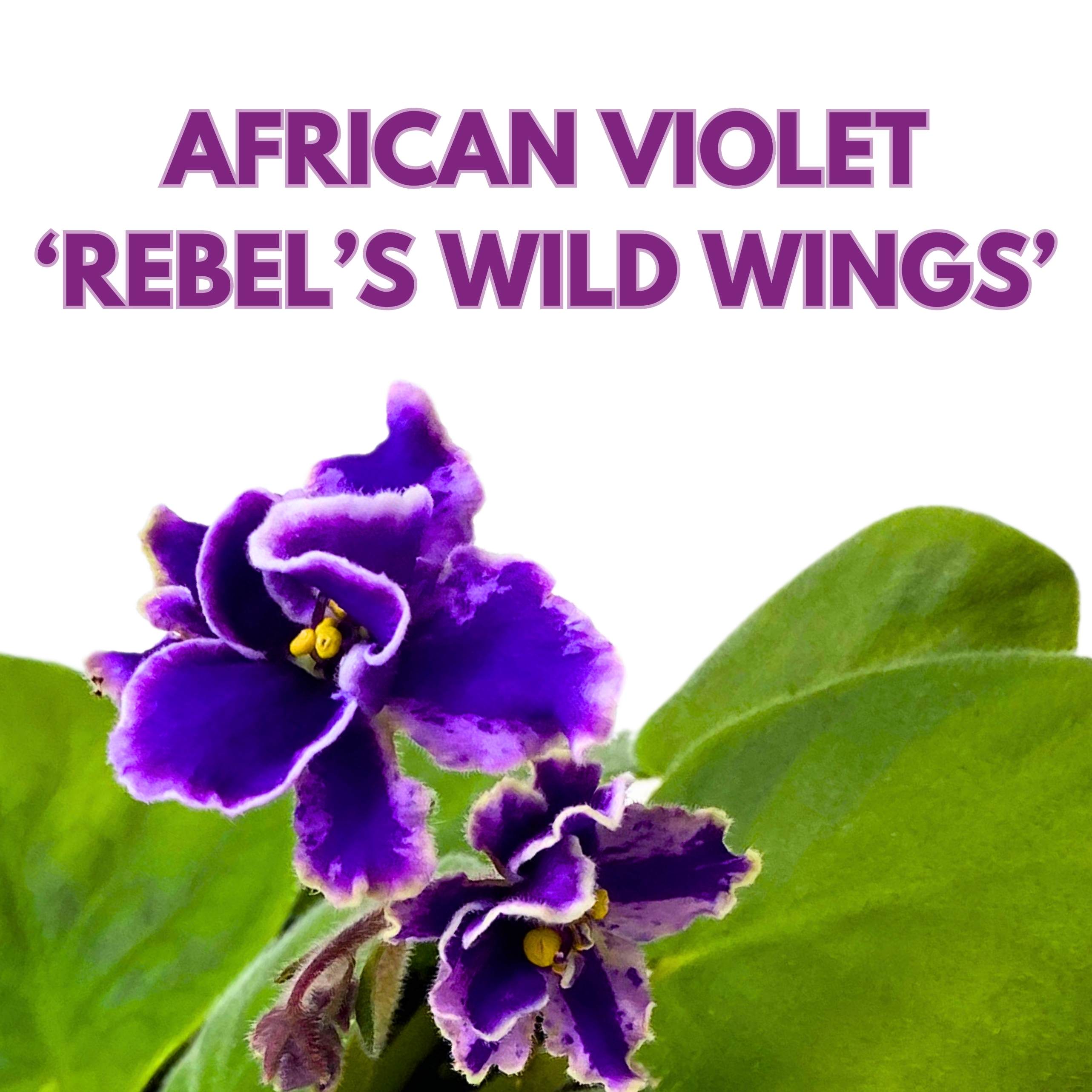 Rebel's Wild Wings African Violet Saintpaulia 4 inch – Harmony Foliage