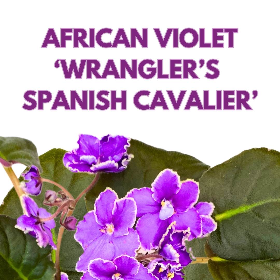 African Violet Wrangler's Spanish Cavalier 4 inch